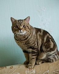 click for enlarge 502 X 624  60,5 Kb picture