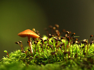 click for enlarge 800 X 600 94,0 Kb picture