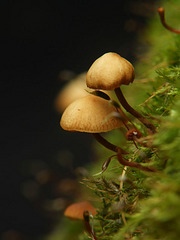 click for enlarge 600 X 800 67,8 Kb picture