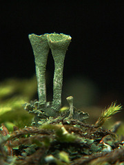 click for enlarge 600 X 800 86,3 Kb picture