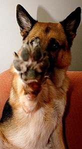 click for enlarge 200 X 364 26,4 Kb picture