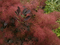 click for enlarge 1920 X 1440 382,1 Kb picture