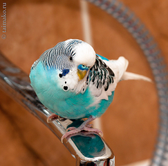 click for enlarge 900 X 886 592,1 Kb picture