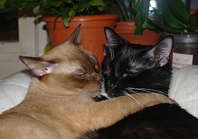 click for enlarge 800 X 563 271,3 Kb picture
