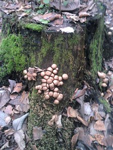 click for enlarge 1536 X 2048 600,0 Kb picture