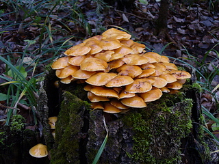 click for enlarge 1920 X 1440 308,3 Kb picture