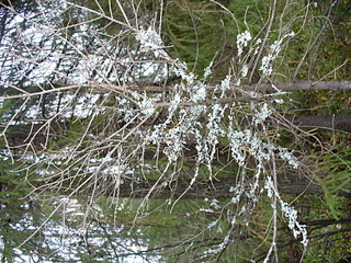 click for enlarge 1920 X 1440 450,5 Kb picture