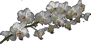 click for enlarge 500 X 244 84,1 Kb picture