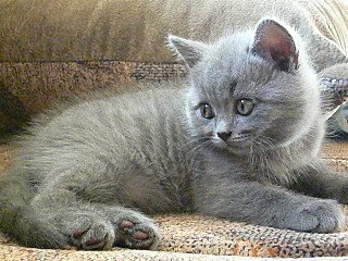 click for enlarge 640 X 480 150,6 Kb picture