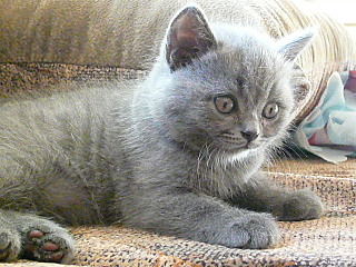 click for enlarge 640 X 480 152,8 Kb picture