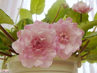 click for enlarge 640 X 480 32,4 Kb picture