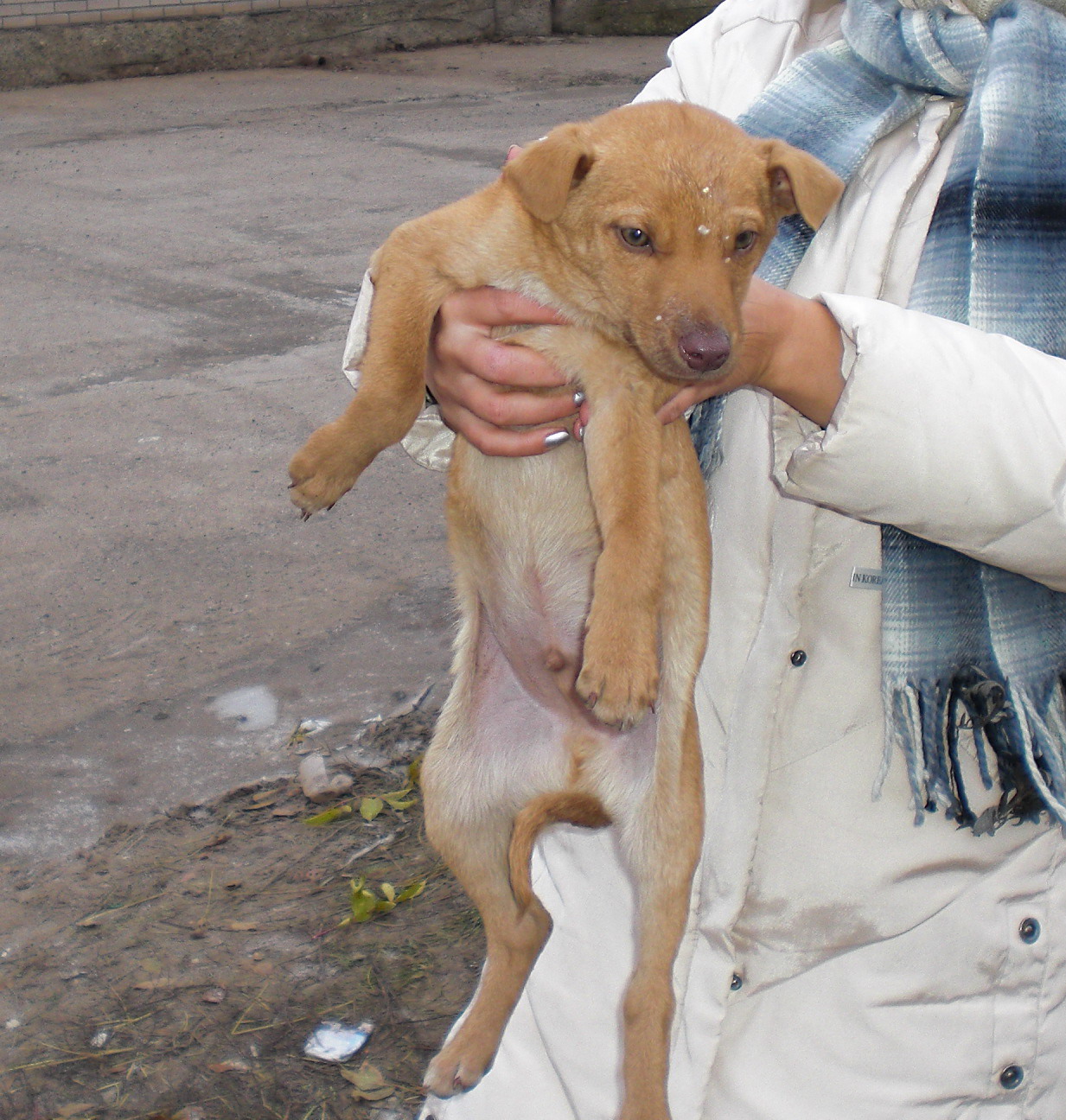 Ли не новыми хозяевами. Выставка приютских собак. Выставка собак из приюта. Найденные собаки во Владивостоке. Возле Кугеси нашли собаку.