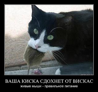 click for enlarge 800 X 751 58,5 Kb picture