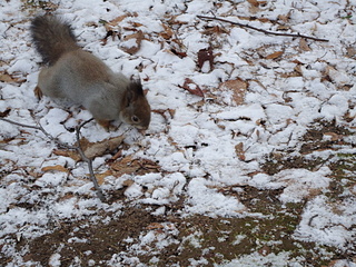 click for enlarge 1920 X 1440 356,0 Kb picture