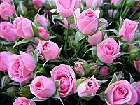 click for enlarge 800 X 600 135,7 Kb picture