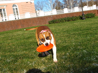 click for enlarge 1920 X 1440 850,3 Kb picture