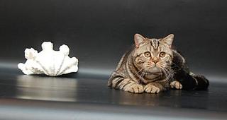 click for enlarge 448 X 238 37,2 Kb picture