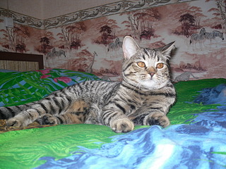 click for enlarge 1920 X 1440 794,5 Kb picture