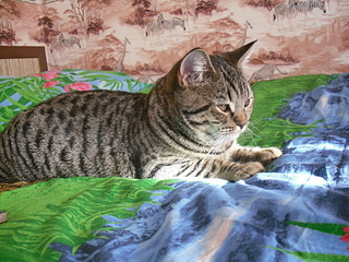 click for enlarge 1920 X 1440 288,5 Kb picture