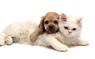 click for enlarge 1440 X 900 130,5 Kb picture