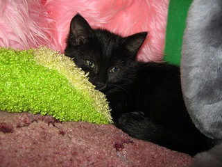 click for enlarge 1024 X 768 252,1 Kb picture