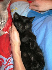 click for enlarge 768 X 1024 197,0 Kb picture