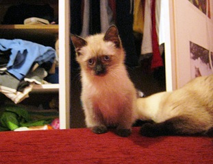 click for enlarge 997 X 768 224,2 Kb picture