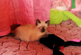 click for enlarge 1024 X 695 236,6 Kb picture