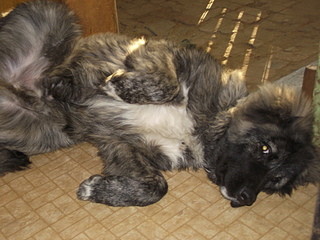 click for enlarge 1920 X 1440 955,0 Kb picture