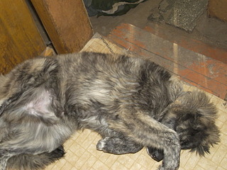 click for enlarge 1920 X 1440 636,5 Kb picture