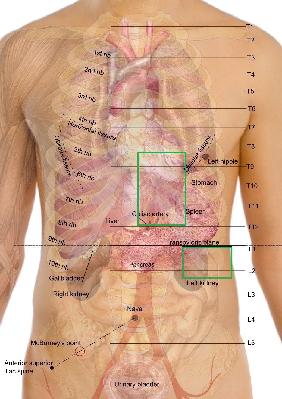 Что слева в боку у мужчин. Левая часть под ребром. Левый бок болит органы. Левая сторона под ребрами болит. Что с левой стороны под ребрами.