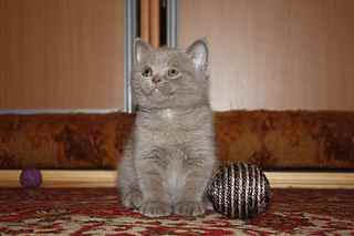 click for enlarge 1920 X 1280 99,4 Kb picture