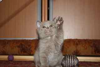 click for enlarge 1920 X 1280 80,5 Kb picture