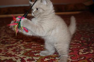 click for enlarge 1920 X 1280 174,1 Kb picture