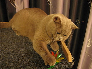 click for enlarge 1600 X 1200 645,8 Kb picture