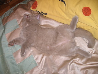 click for enlarge 1600 X 1200 476,0 Kb picture