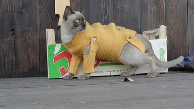 click for enlarge 604 X 340 58,1 Kb picture