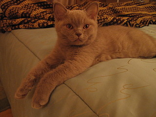 click for enlarge 1600 X 1200 583,4 Kb picture