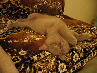 click for enlarge 1600 X 1200 676,8 Kb picture