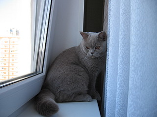 click for enlarge 1600 X 1200 390,6 Kb picture