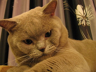 click for enlarge 1600 X 1200 651,0 Kb picture