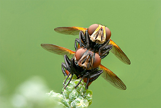 click for enlarge 800 X 534 159,8 Kb picture