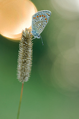 click for enlarge 534 X 800 134,2 Kb picture