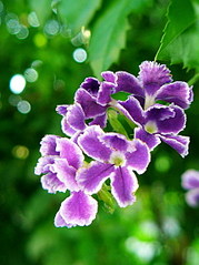 click for enlarge 449 X 600 81,3 Kb picture