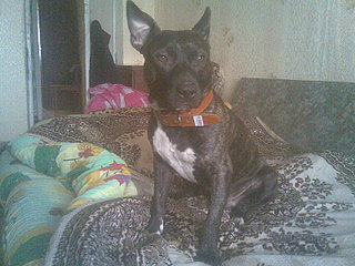 click for enlarge 1600 X 1200 541,6 Kb picture