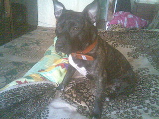 click for enlarge 1600 X 1200 552,3 Kb picture