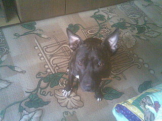 click for enlarge 1600 X 1200 541,5 Kb picture