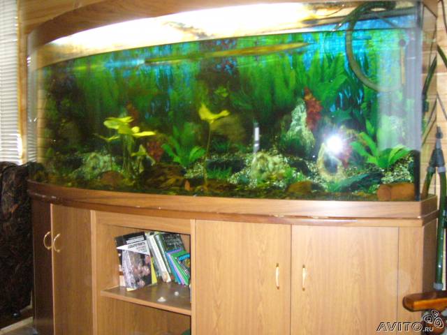 Доклад: Боитесь неприятностей - заводите аквариум