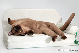 click for enlarge 900 X 600 306,2 Kb picture