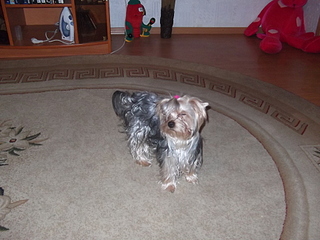 click for enlarge 1920 X 1440 945,8 Kb picture